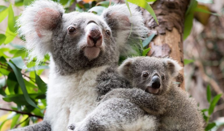Mehr Fischotter, weniger Koalas