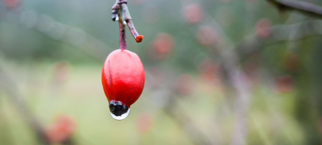 Sag, wer mag das Männlein sein?