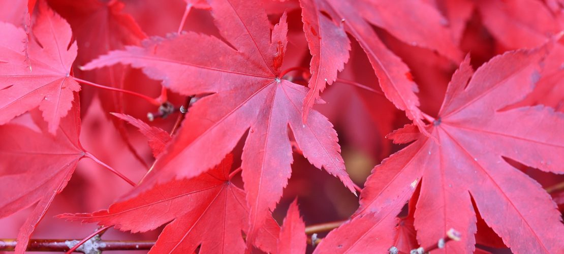 Was passiert im Herbst in der Natur?