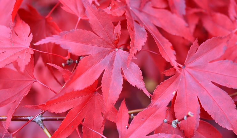 Was passiert im Herbst in der Natur?