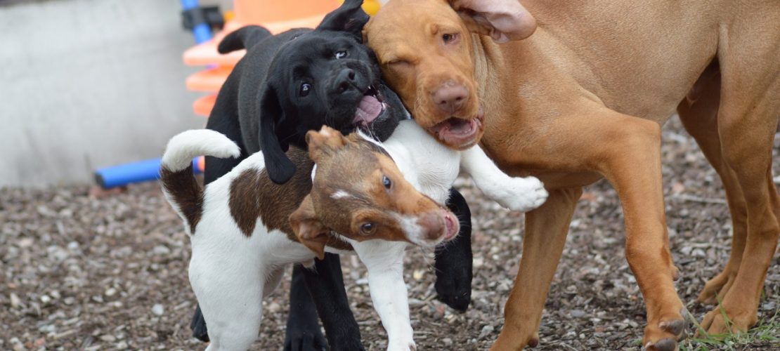 Kindergarten für Welpen