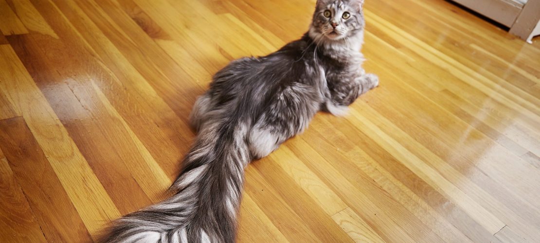 Katzen stellen Rekorde auf