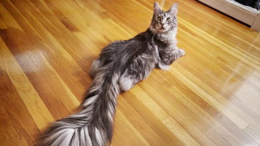 Katzen stellen Rekorde auf