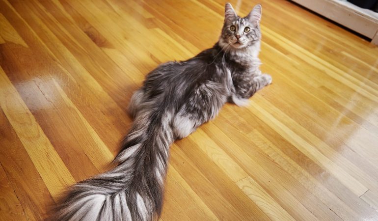 Katzen stellen Rekorde auf