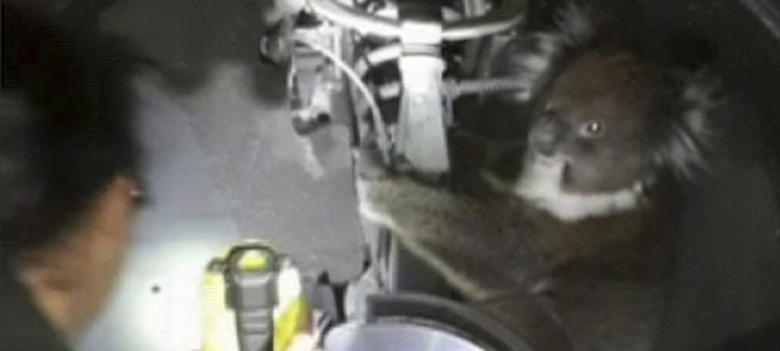 Koala auf gefährlicher Reise