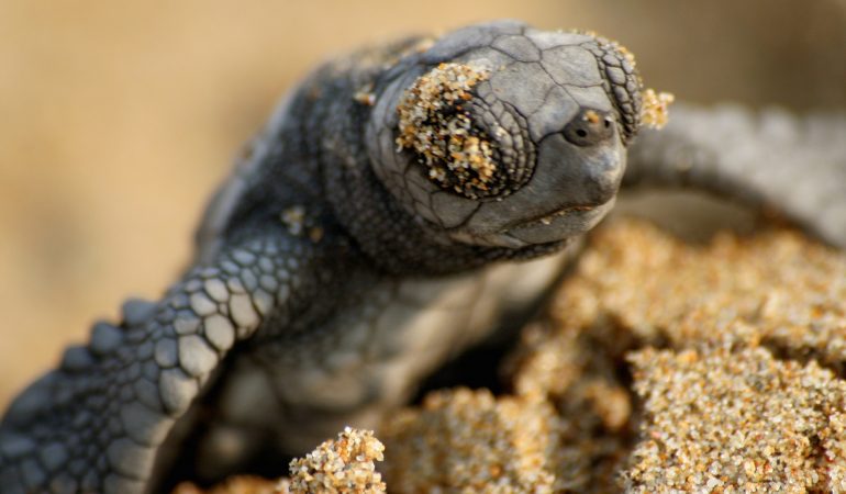 Schildkröten geht es besser!