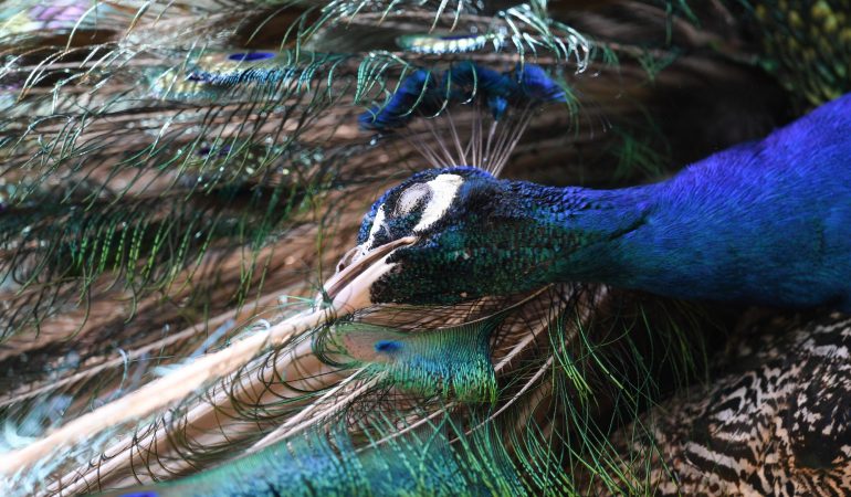 Das steht in der neuen Duda