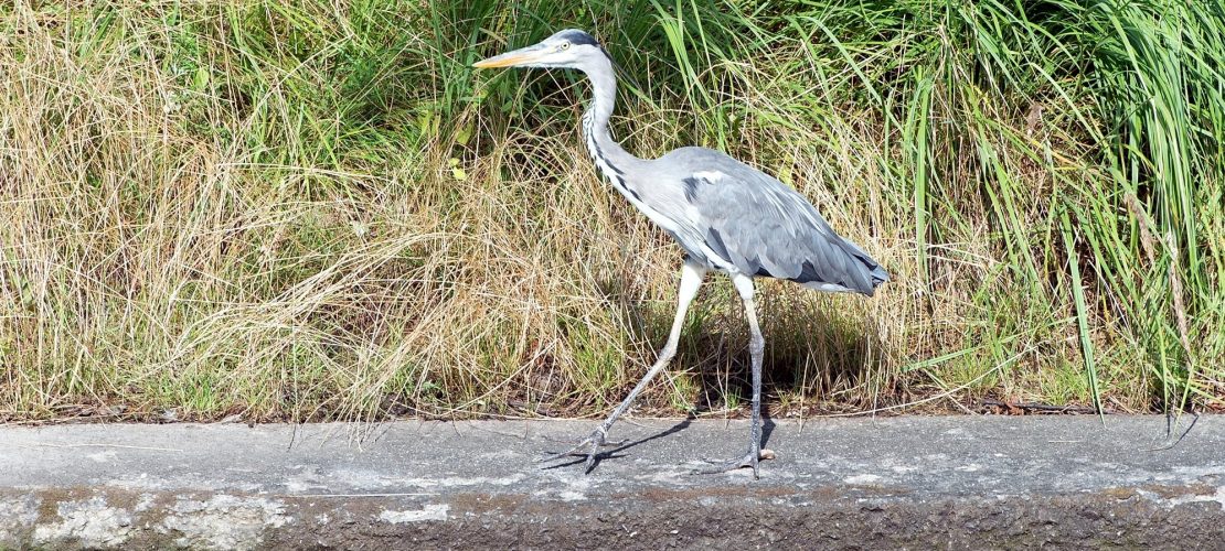 Warum haben Reiher lange Beine?