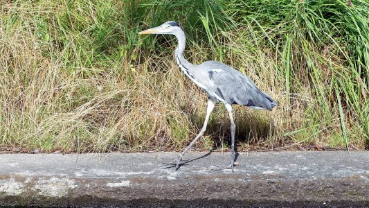 Warum haben Reiher lange Beine?