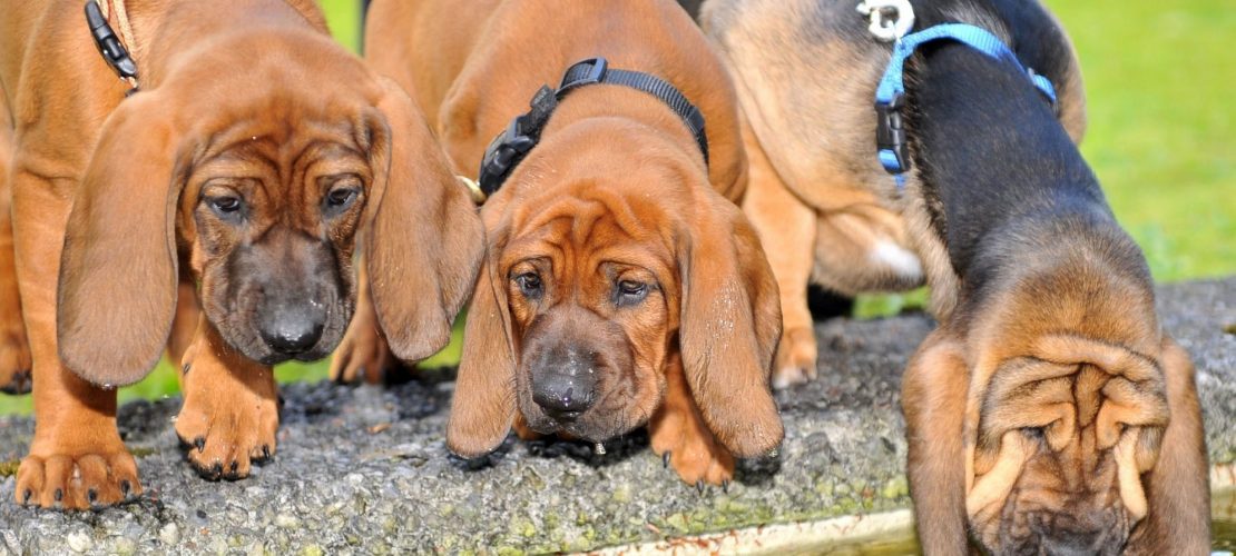 Was sind Schweißhunde?