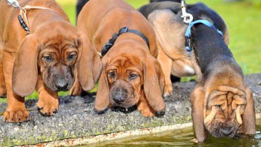 Was sind Schweißhunde?
