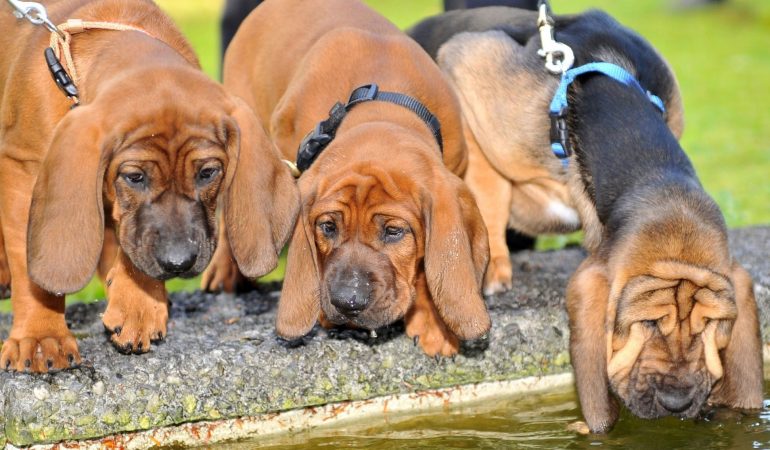 Was sind Schweißhunde?