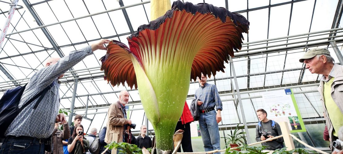 Eine riesige, stinkende Blume