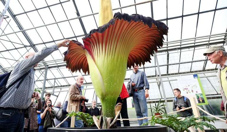 Eine riesige, stinkende Blume