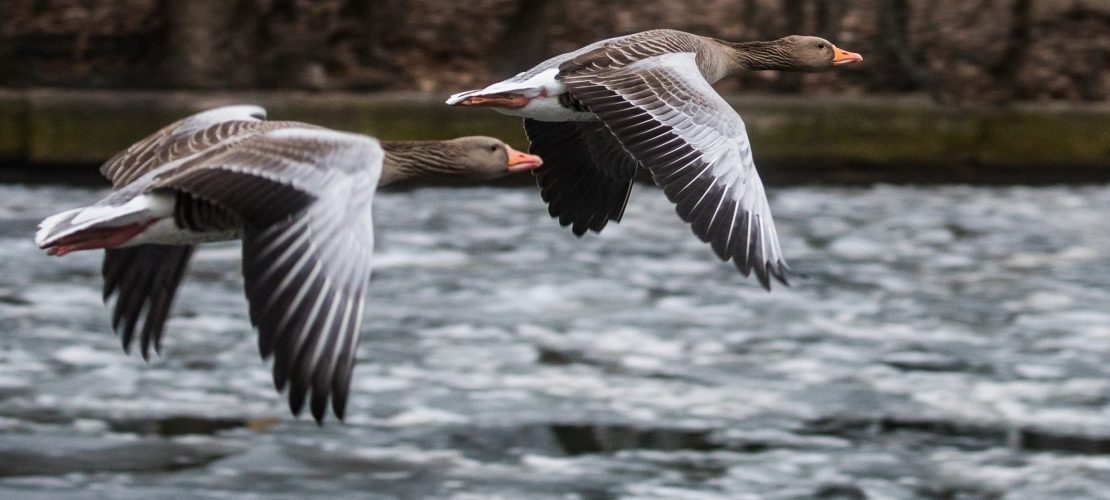 Wie finden Zugvögel ihren Weg?