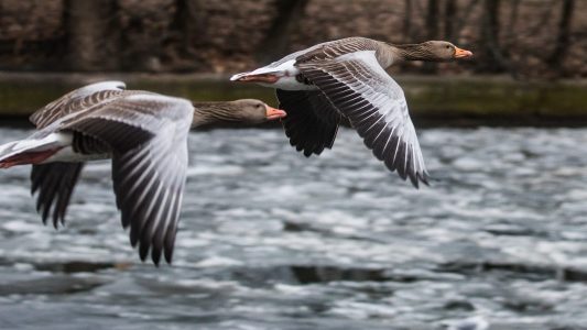 Wie finden Zugvögel ihren Weg?