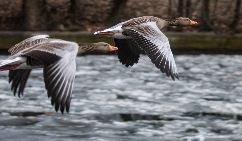 Wie finden Zugvögel ihren Weg?