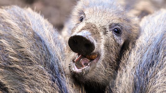 Warum werden jetzt Wildschweine gejagt?