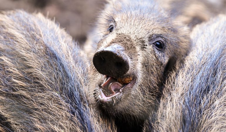 Warum werden jetzt Wildschweine gejagt?