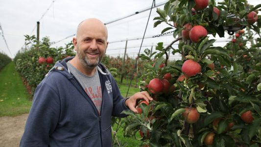 So werden Äpfel angebaut