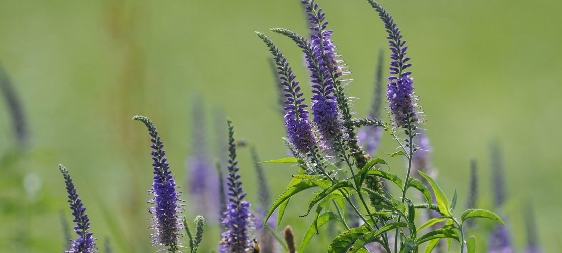 Das ist die Blume des Jahres