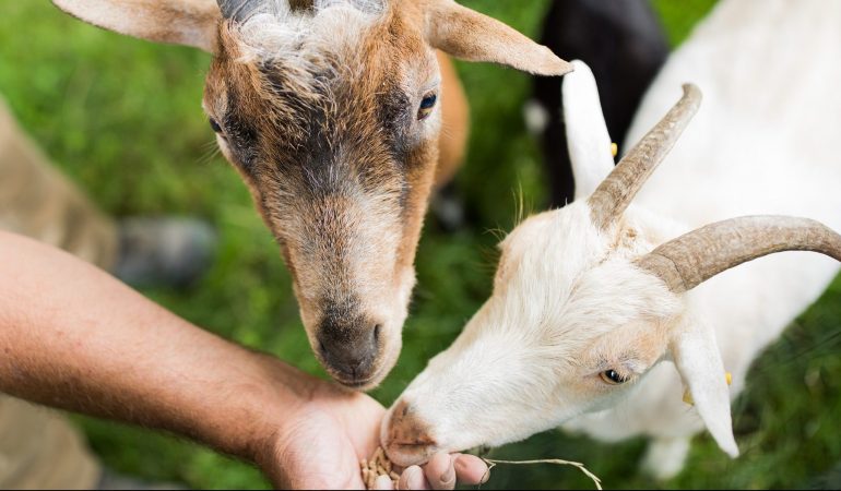 Das liest du in der neuen Duda