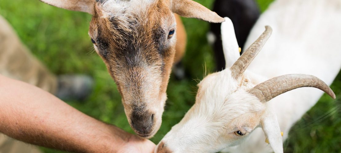 Zu Besuch bei Hennes im Zoo