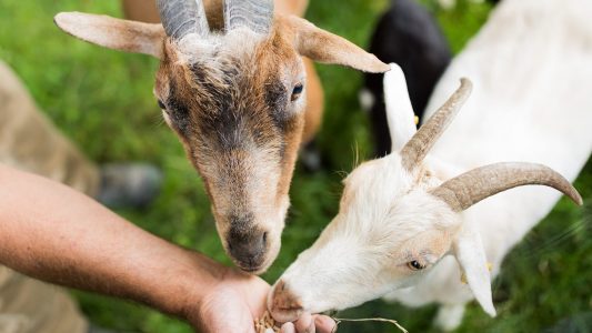 Zu Besuch bei Hennes im Zoo
