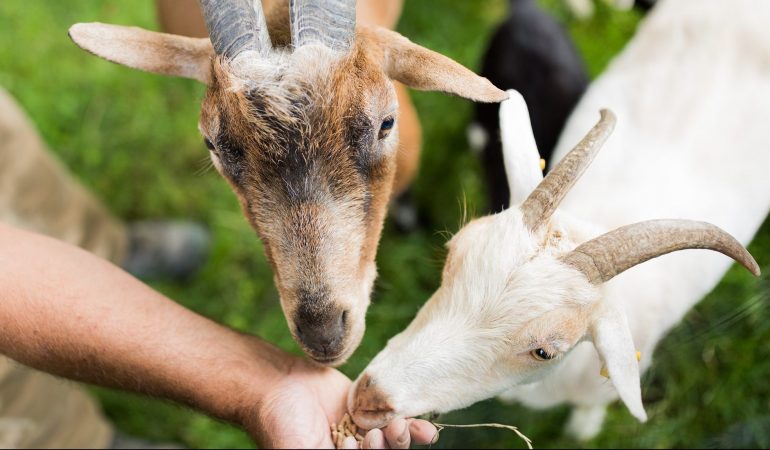 Zu Besuch bei Hennes im Zoo