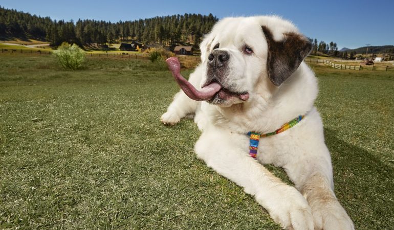 Hund mit der längsten Zunge