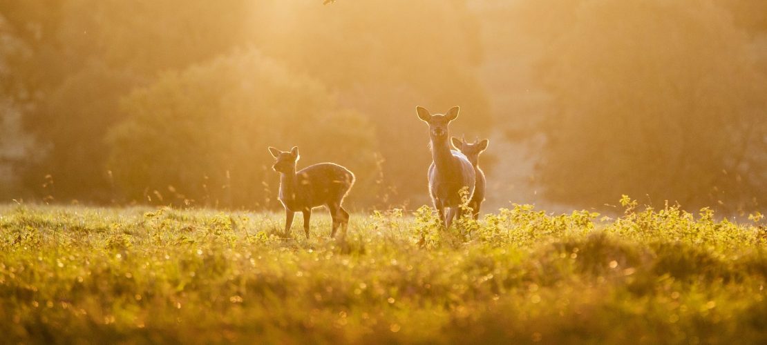 Warum sieht man jetzt so viele Rehe?