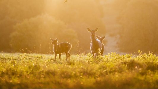 Warum sieht man jetzt so viele Rehe?