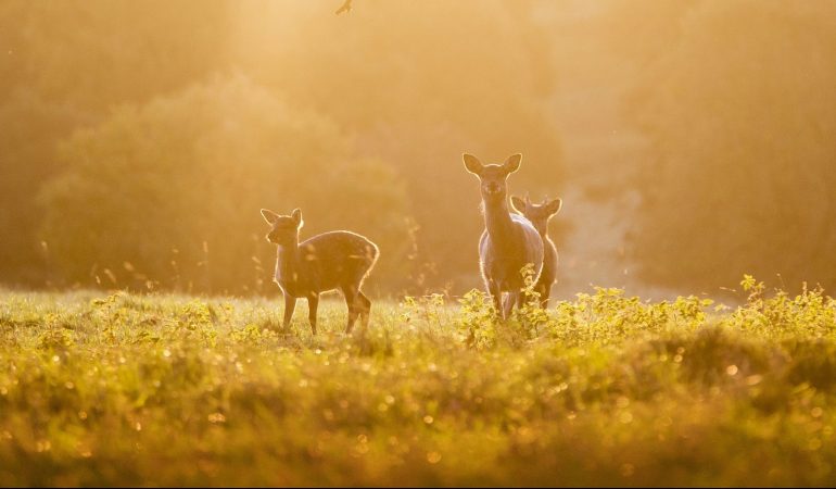 Warum sieht man jetzt so viele Rehe?