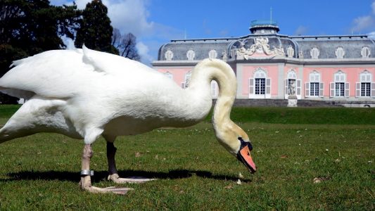 Warum haben Schwäne so lange Hälse?
