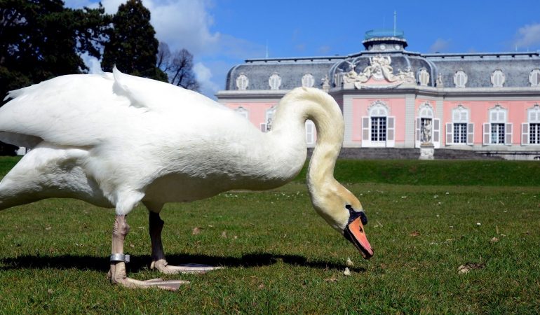 Warum haben Schwäne so lange Hälse?
