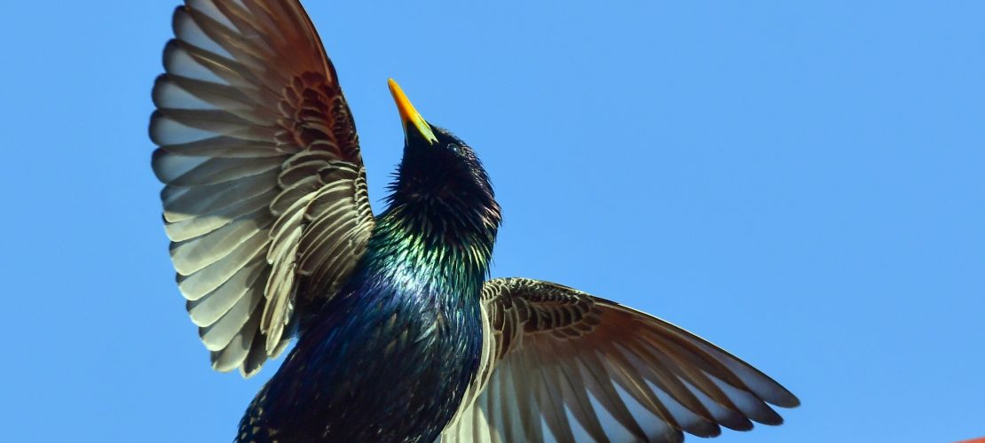 Ein Vogel braucht mehr Kuhfladen