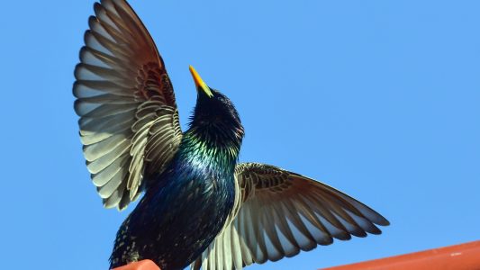 Ein Vogel braucht mehr Kuhfladen