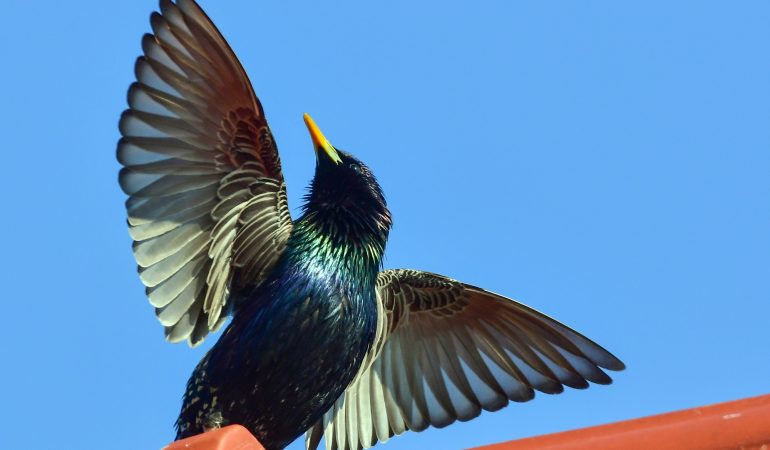 Ein Vogel braucht mehr Kuhfladen