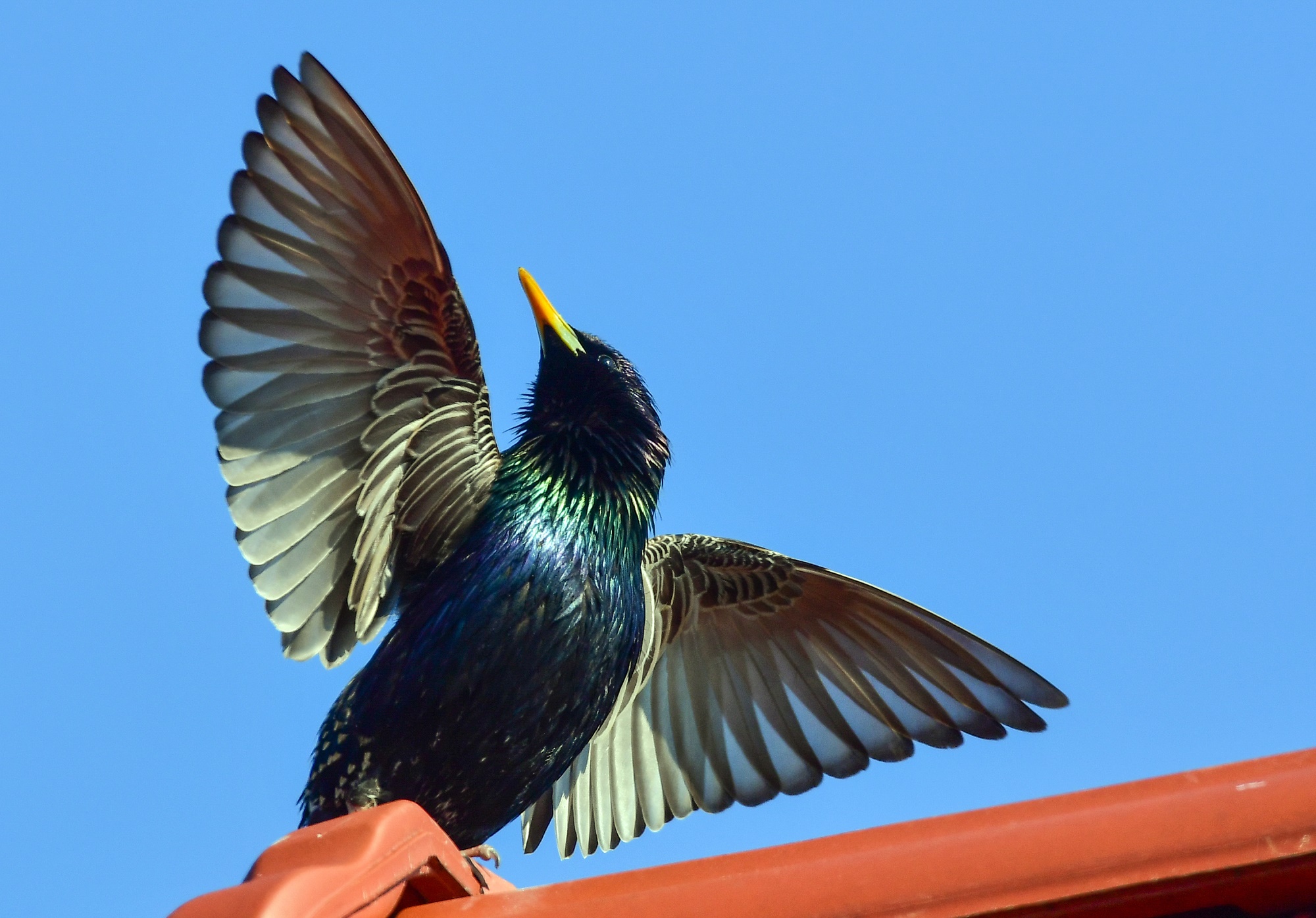 Star ist Vogel des Jahres | Duda.news, image size:2000x1395