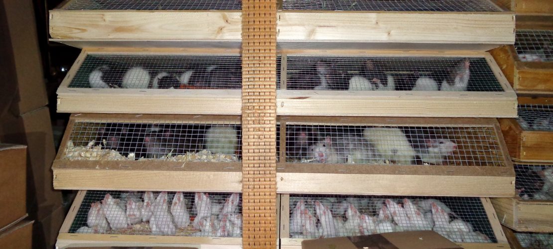 Tiere aus Lkw gerettet