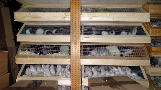Tiere aus Lkw gerettet