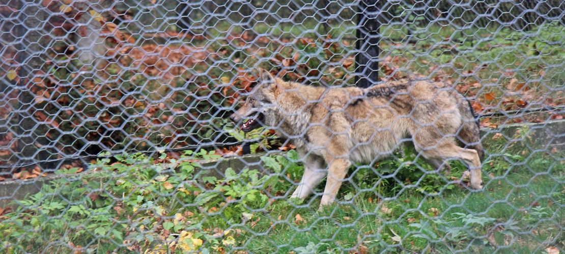 Wolf gefangen!