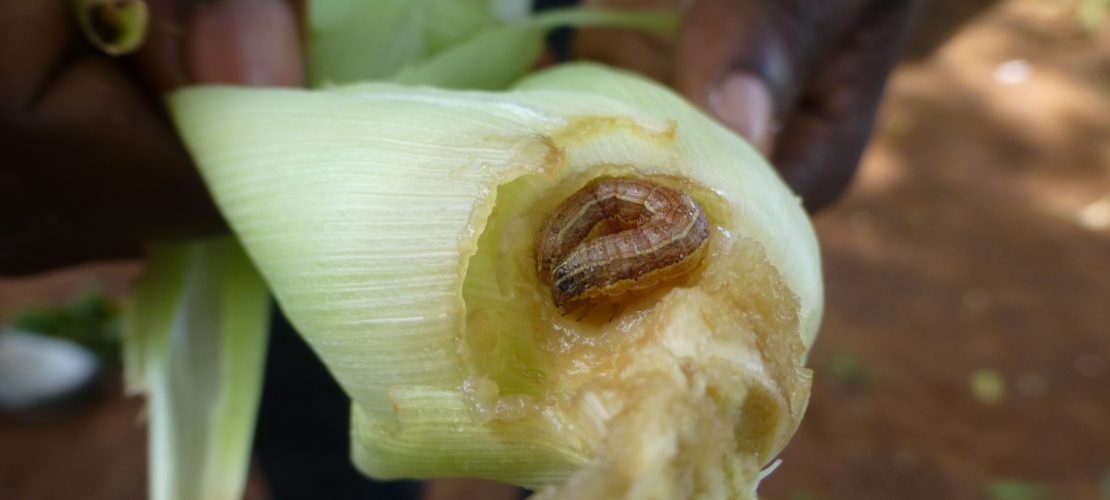 Eine Raupe macht Probleme