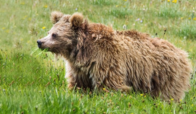 Der Yeti ist wohl nur ein Bär