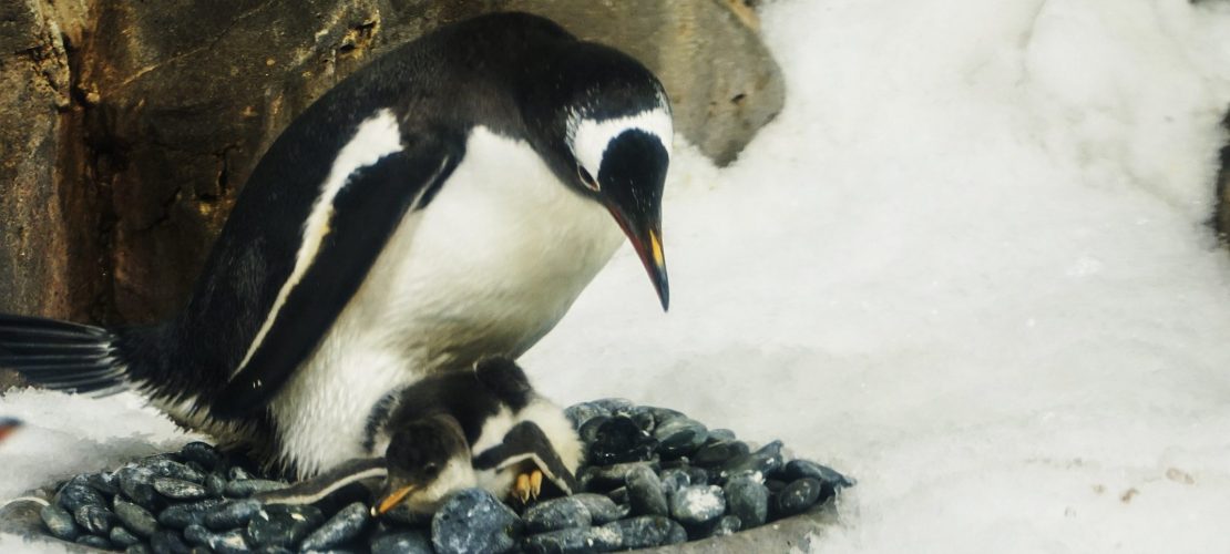 So beeinflusst das Klima Tiere