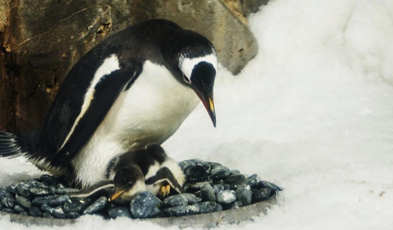 So beeinflusst das Klima Tiere