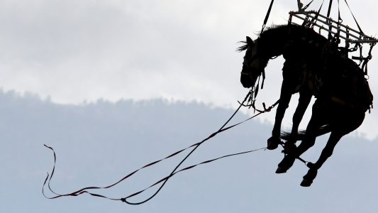Pferd fliegt durch die Luft