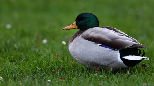 Warum heißt die Stockente so?