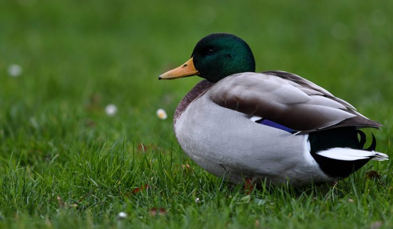 Warum heißt die Stockente so?