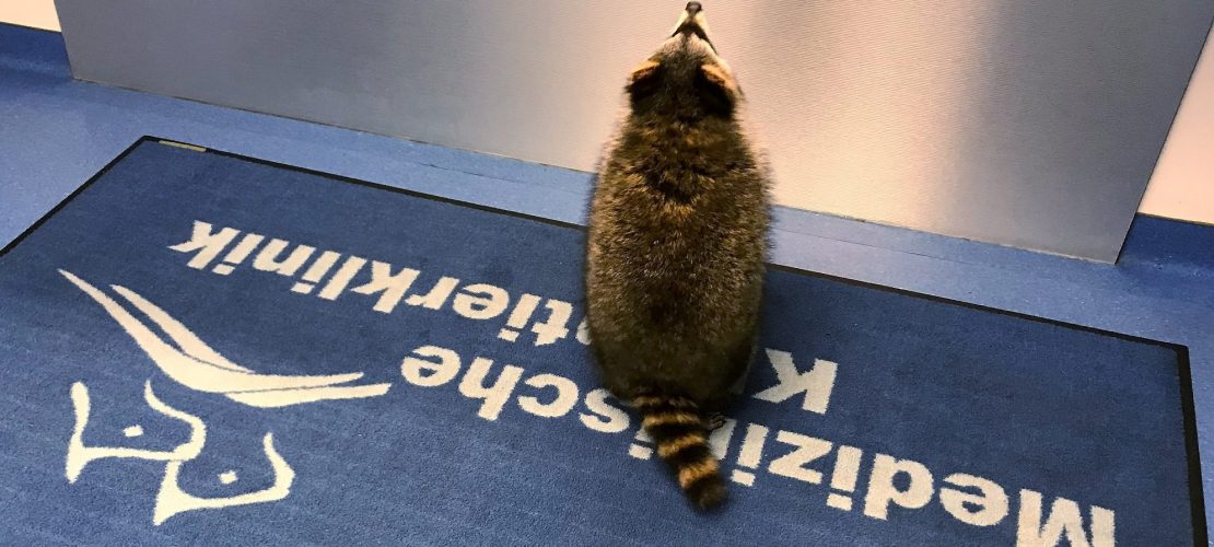 Hilfe für Waschbär Jacky